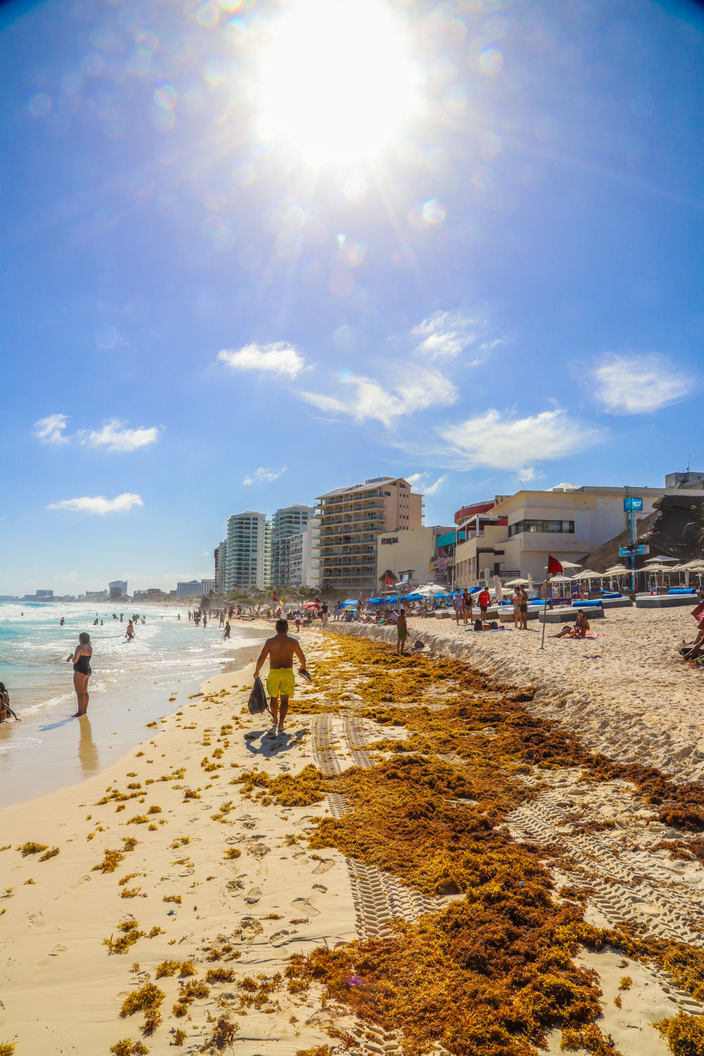 Vyplavené morské riasy