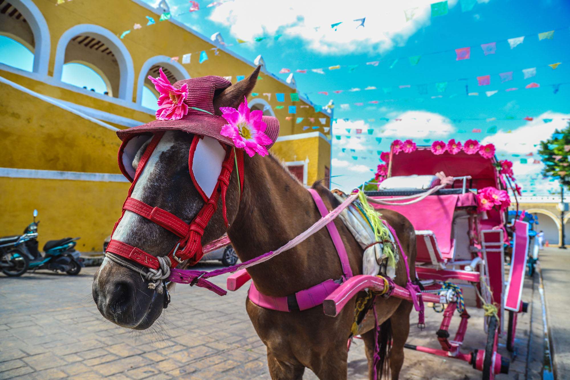 Koník zo Žltého mesta - IZAMAL