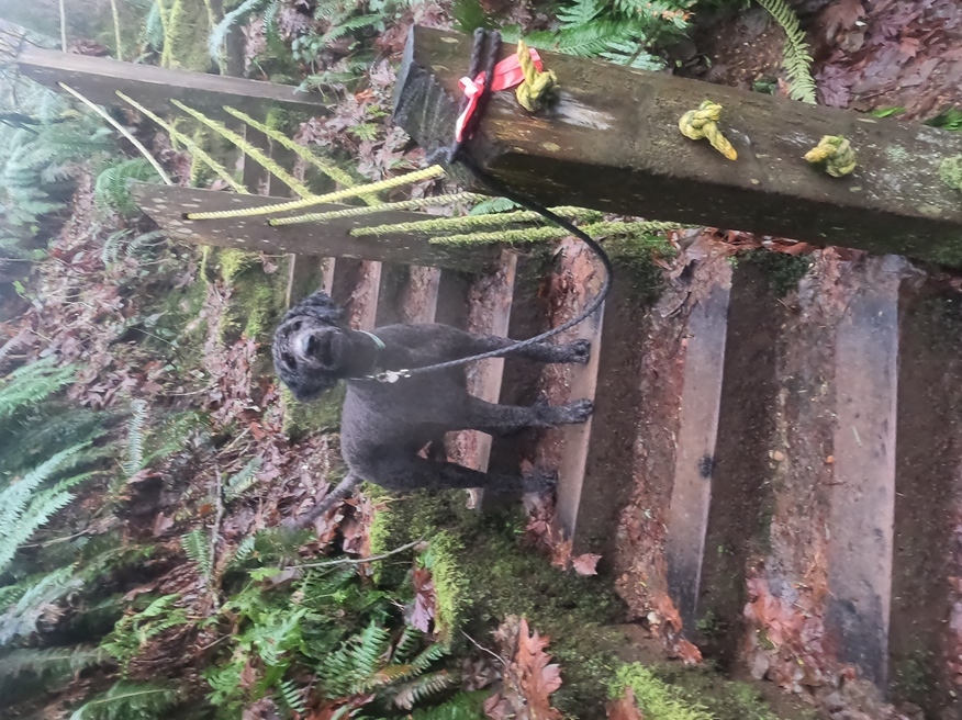 kučeravá spoločníčka