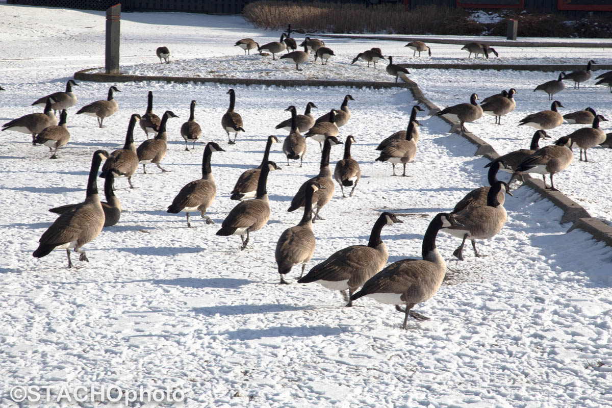 Ontárijské Jazero 1